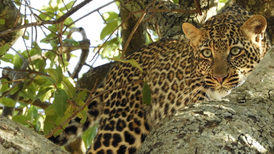 D As Noche Parque Nacional De Tarangire Y Lago Manyara Getyourguide