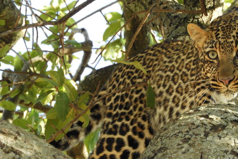 Safari de 3 dias na Tanzânia