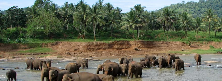 Kandy : visite guidée de Pinnawala avec un guide local très apprécié