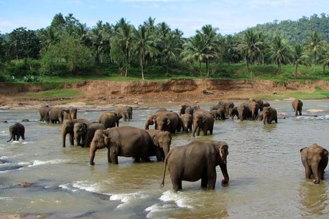 Von Colombo aus: Kandy und Pinnawala Tagestour