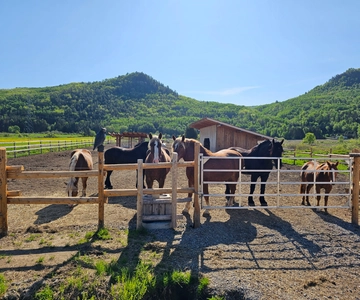 Montagnarde: passeio guiado a cavalo em trilhas de montanha.