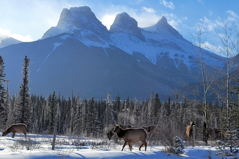 Calgary: Gletscher, Berge, Seen, Canmore und Banff Tour