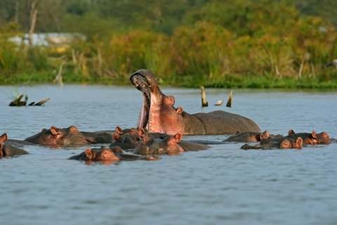 7-Day Kenya Classic Safari: Amboseli,Naivasha & Maasai mara