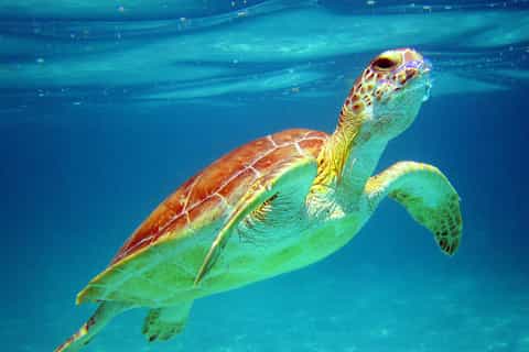 2026年ユカタン半島人気のカメと遊泳体験 | ゲットユアガイド