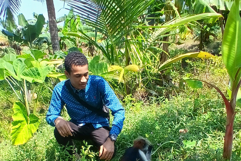 Zanzibar : excursion d&#039;une demi-journée dans la forêt de JozaniZanzibar : Visite privée du parc national de Jozani Chwaka Bay