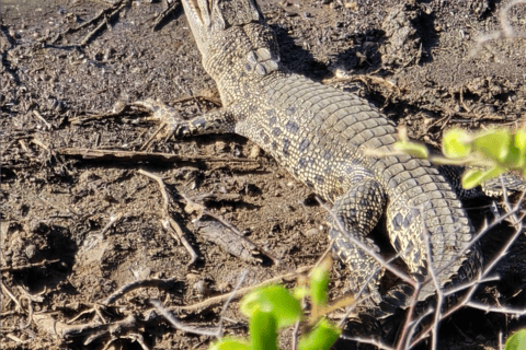 Från Ella: Yala Safari med avstickare: Tangalle / Mirissa / Galle