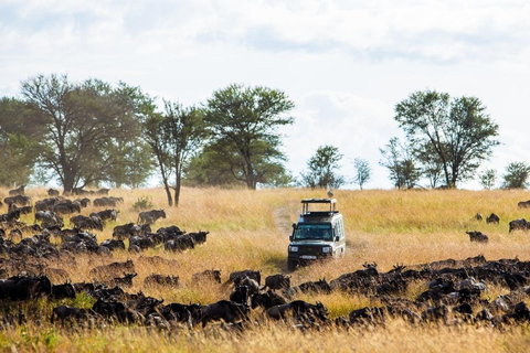 Arusha: 5-Day Big Time Mid-Range Safari