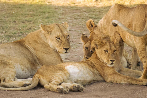 Arusha: Safari de 4 días al Lago Manyara, Serengeti, Ngorongoro