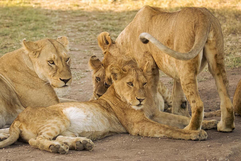 Arusza: 4-dniowe safari nad jeziorem Manyara, Serengeti, Ngorongoro