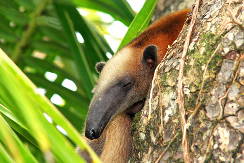 Parco Nazionale del Corcovado: Due giorni di giungla e animali