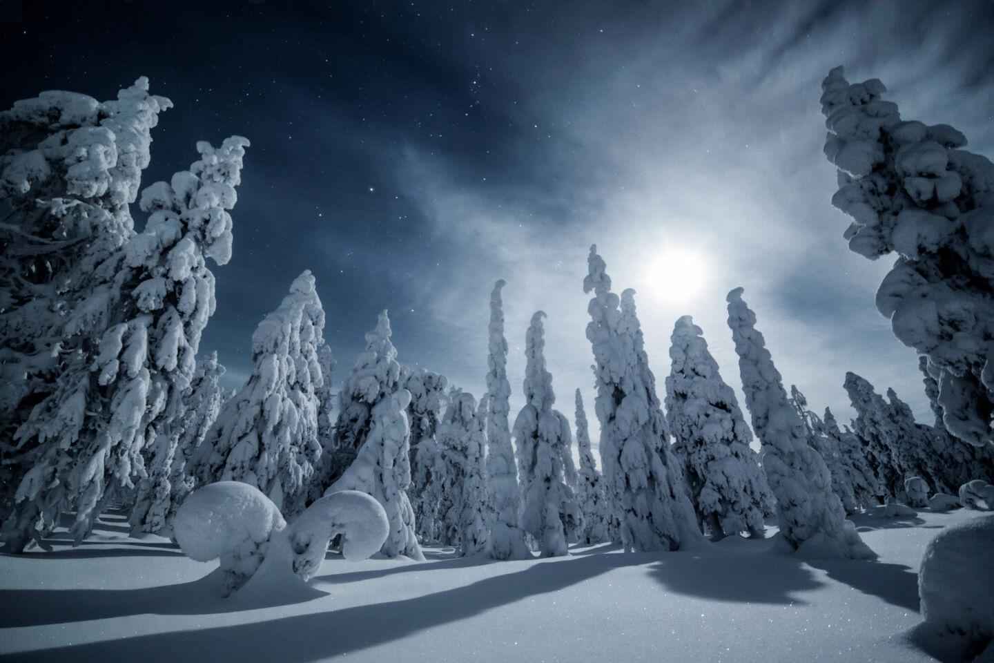 Rovaniemi: Snowy Forest Night Hike with Northern Lights