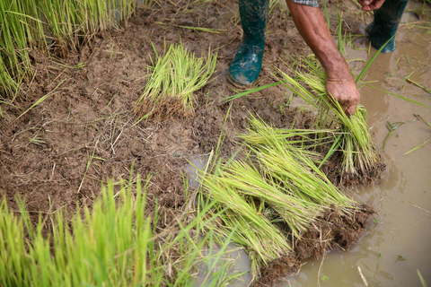 Chiang Mai: Experiência tailandesa com búfalos e plantação de arroz