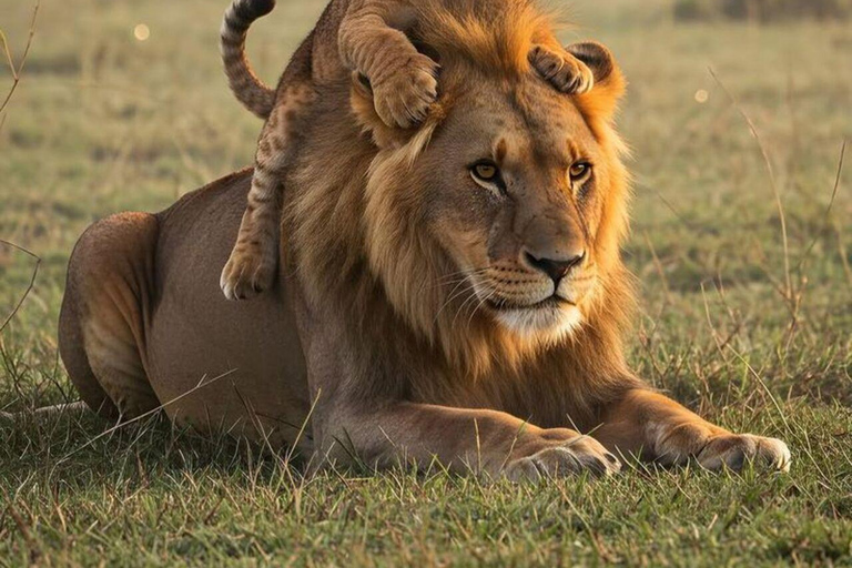 Mombasa: Tsavo West National Park Overnight Safari Trip