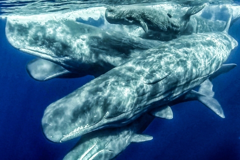 Azores: avistamiento de ballenas y tour en barco al islote