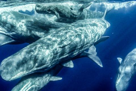 Azores: avistamiento de ballenas y tour en barco al islote