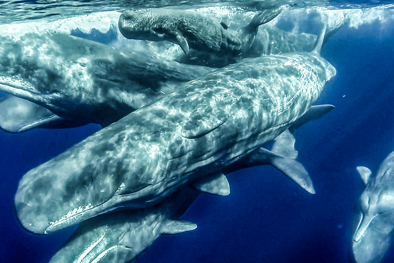 Azores: avistamiento de ballenas y tour en barco al islote