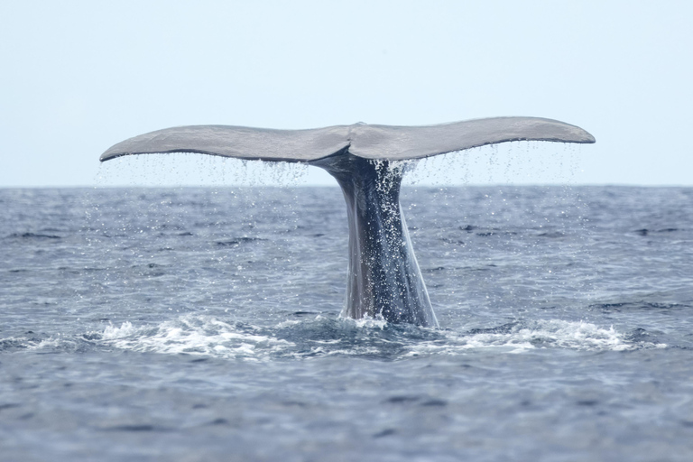 São Miguel : Observation des baleines et nage avec les dauphins sauvages - Journée complète