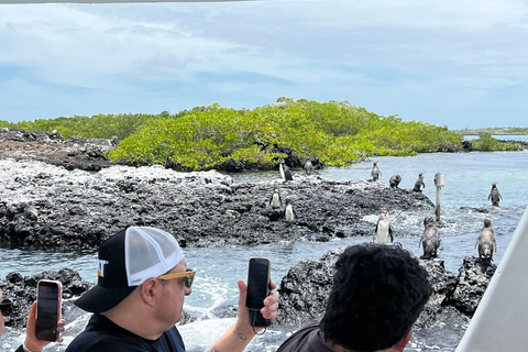 Isabela: Full Day with Penguins, Flamingos, Turtles, and Blue Sharks