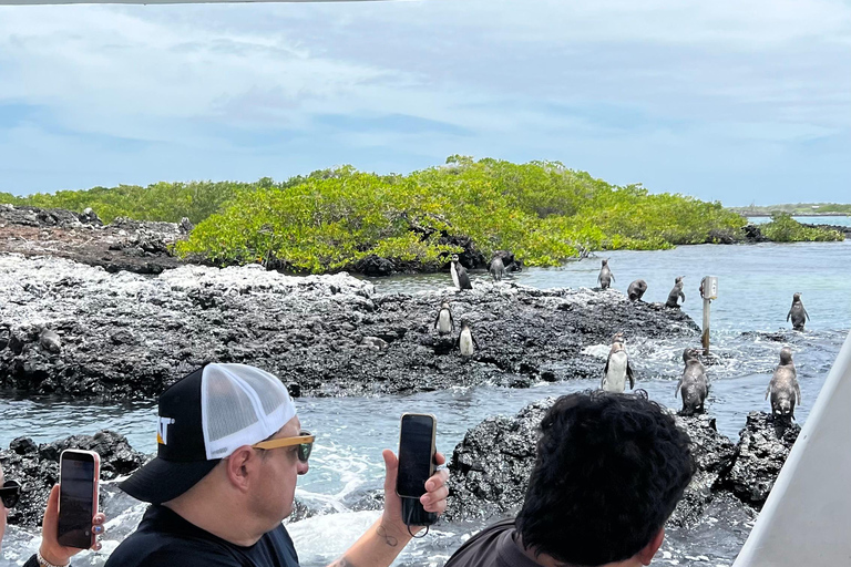Isabela: Full Day with Penguins, Flamingos, Turtles, and Blue Sharks