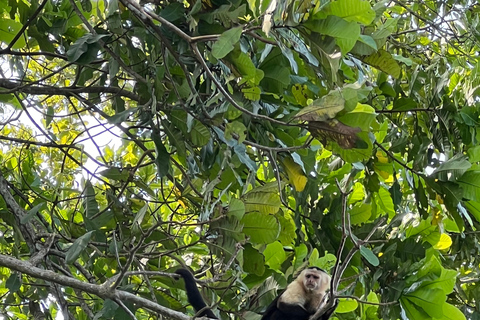 Panama: Tour di mezza giornata della città e del Canale di PanamaTour della città e del Canale di Panama