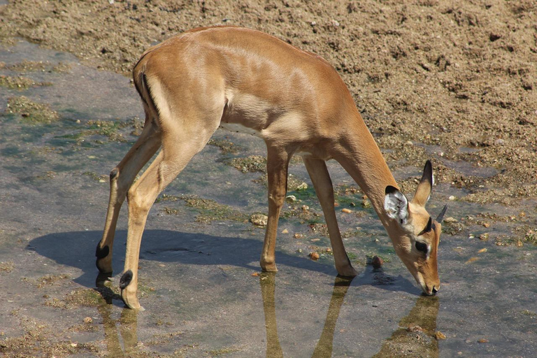 Day trip from Zanzibar to Mikumi National Park by flight