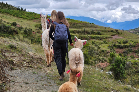 Hike with Alpacas and Llamas in Chinchero Chinchero Alpaca and Llama Hike