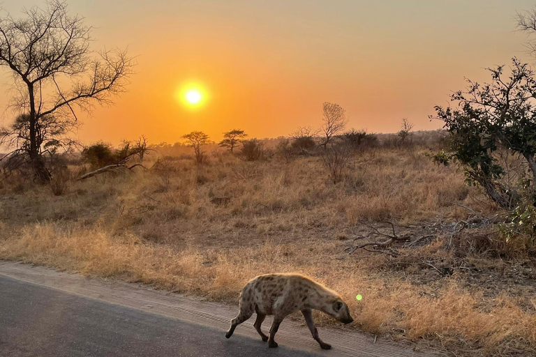 Johannesburg: Dinokeng Game Reserve Safari with Pickup