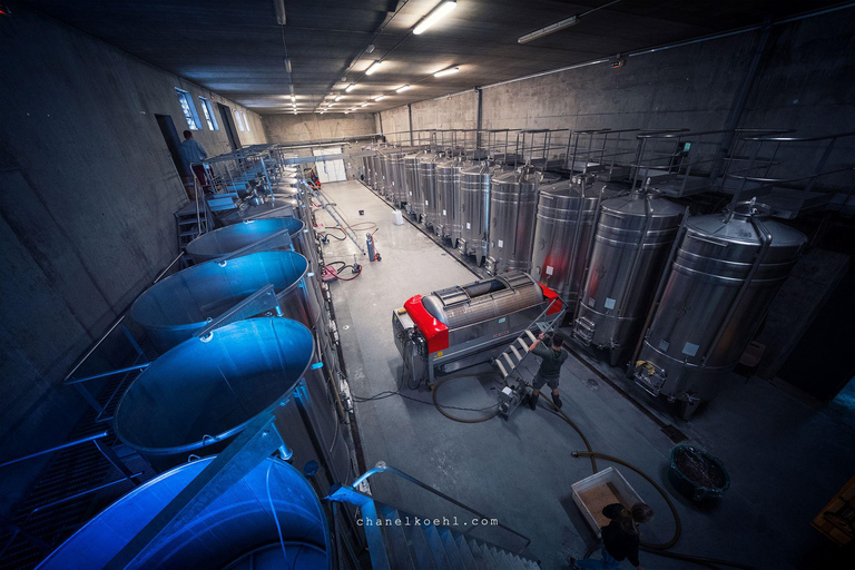 Chinon : Tour di scoperta e degustazione di viniVisita scoperta in francese