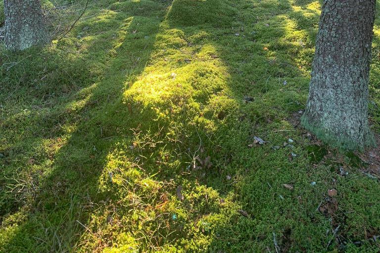 Helsinki: Guided Nature Experience with Campfire and Meal Private Experience from Helsinki