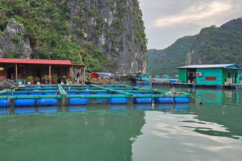Cat Ba : tour en bateau de Lan Ha en kayak pour observer le plancton bioluminescent