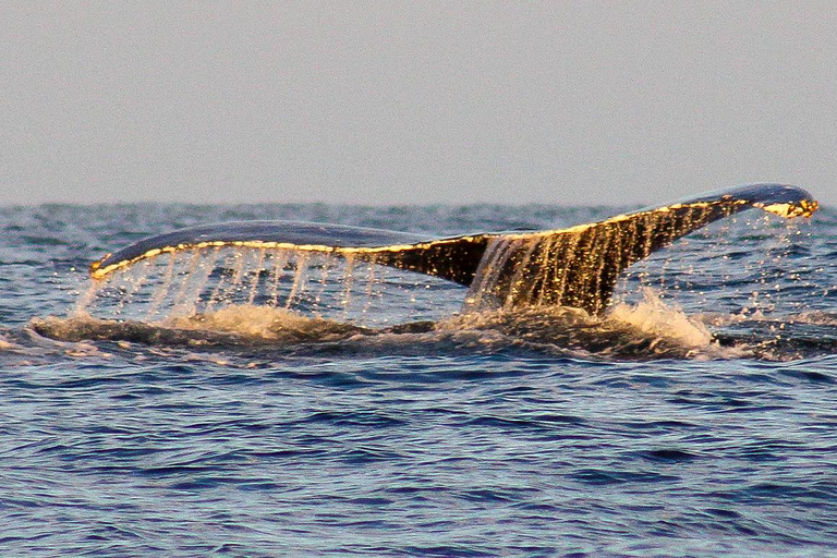 San Jose del Cabo Sunset Whale Watching