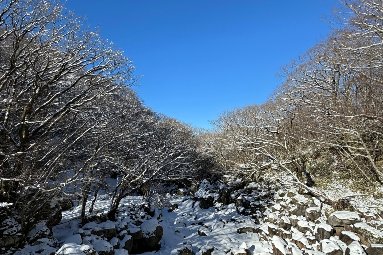 Wejdź na Hallasan na wyspie Jeju, najwyższą górę Korei PołudniowejJeju Hallasan; wycieczka piesza z lunchem