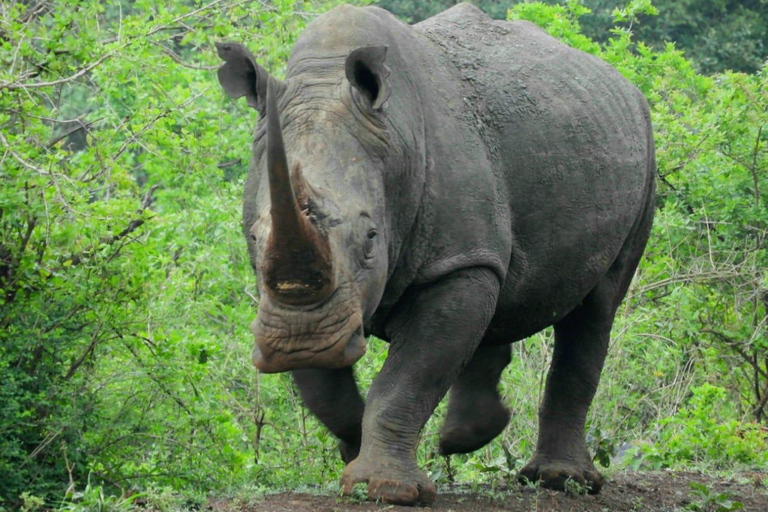 Nairobi National Park, Elefantenwaisenhaus und Giraffenzentrum