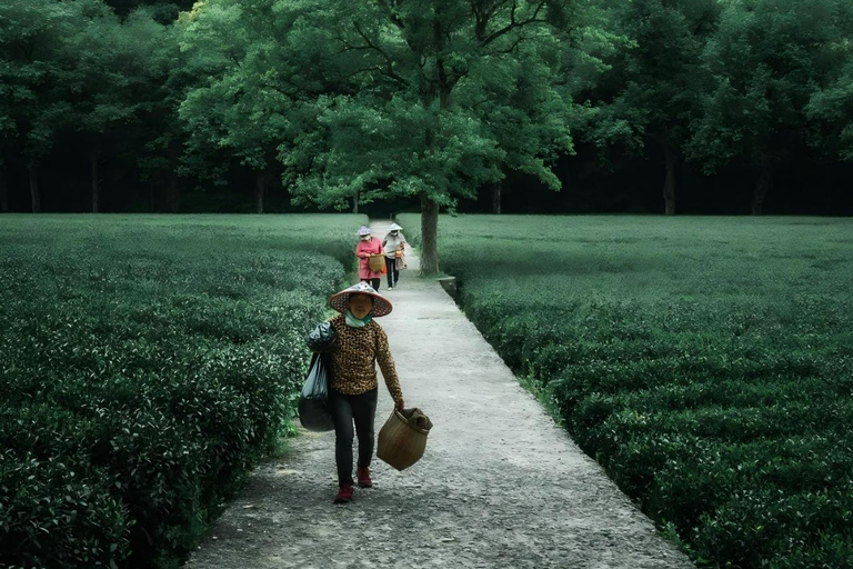 One-Day Hangzhou Tour: Explore Longjing Tea Culture