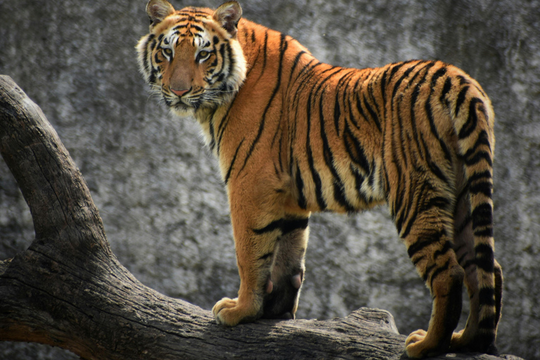 2-Day Private Jaipur City Tour & Ranthambore Tiger Safari