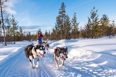 Rovaniemi: Aldeia do Pai Natal + Passeio de trenó puxado por huskies e renas