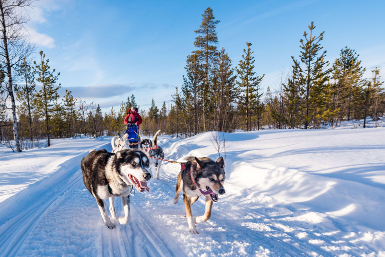 Rovaniemi: godzinne doświadczenie z husky