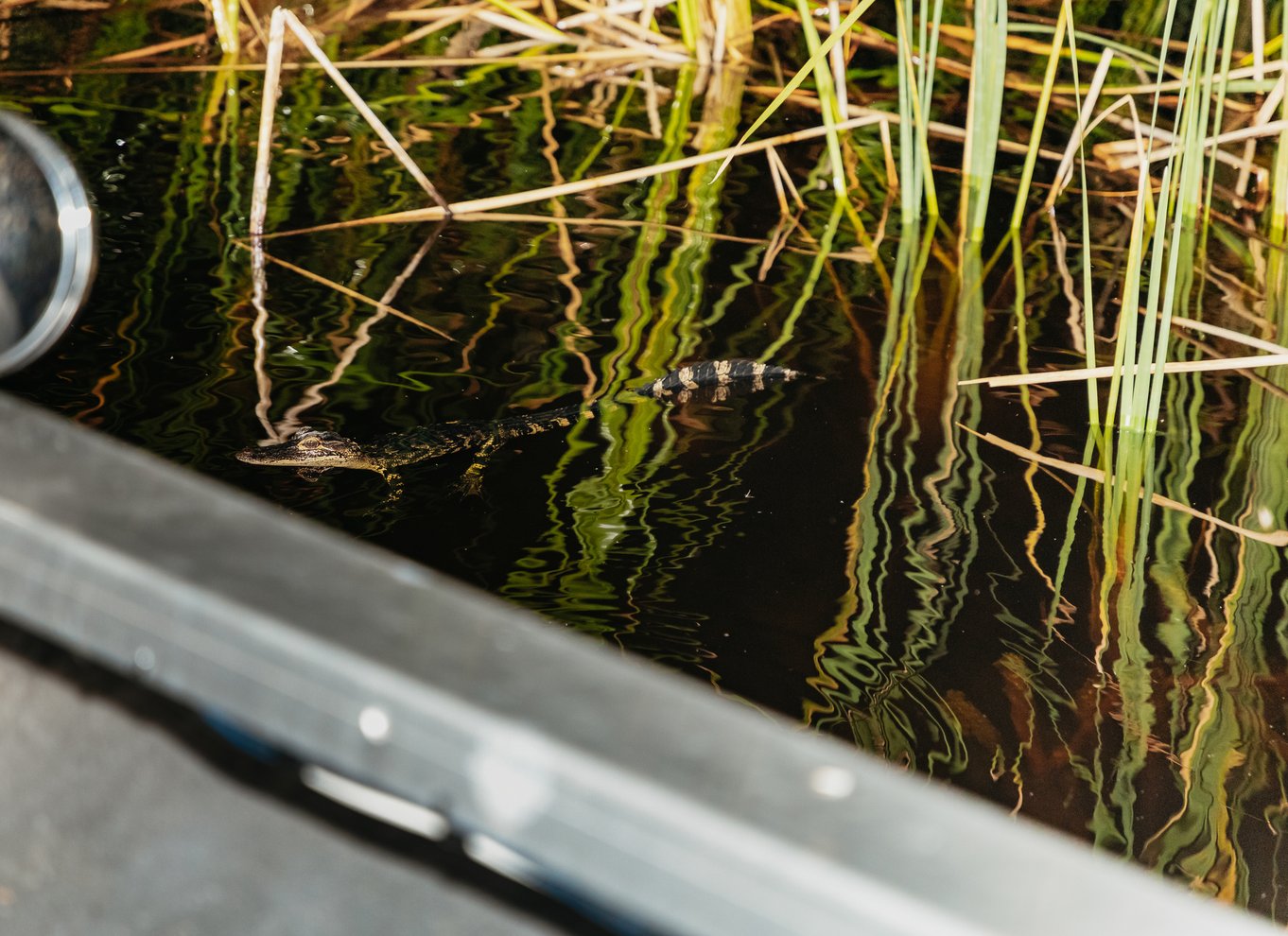 Everglades: 1-times aftentur i airboat