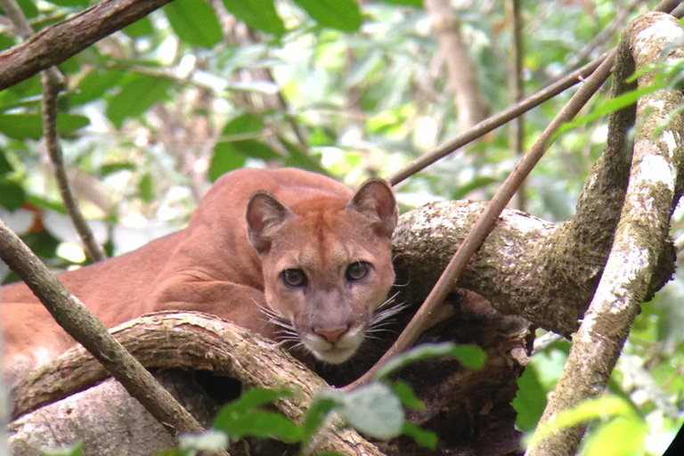 Nationaal Park Corcovado: Twee dagen vol jungle en dieren