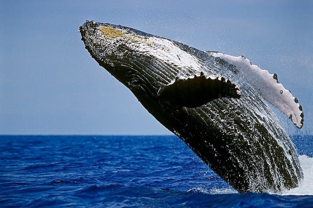 Isla Grande: Excursión de avistamiento de ballenas en Kona