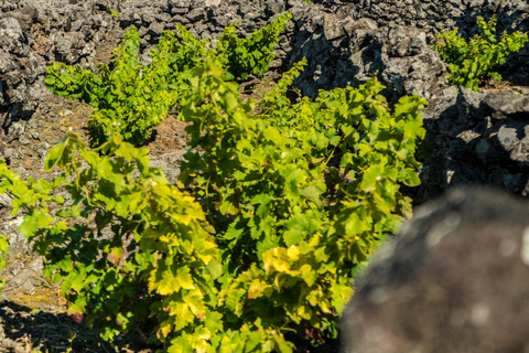 Isola di Pico: tour del vino e dei vigneti con degustazioneIsola di Pico: tour dei vigneti e delle cantine con degustazione
