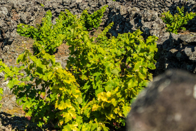 Isola di Pico: tour del vino e dei vigneti con degustazioneIsola di Pico: tour dei vigneti e delle cantine con degustazione