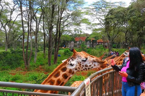 Nairobi: Guided Giraffes Centre & Karen Blixen Museum Tour. Nairobi: Karen Blixen Museum Guided Tour .