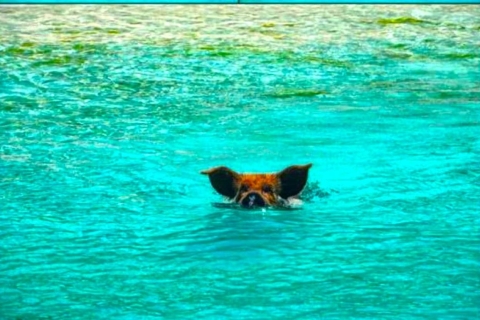 Oferta Air+Tour z Nassau: Zapierająca dech w piersiach wycieczka Pływające świniePakiet lot + wycieczka z Nassau: Exuma Swimming Pigs Tour