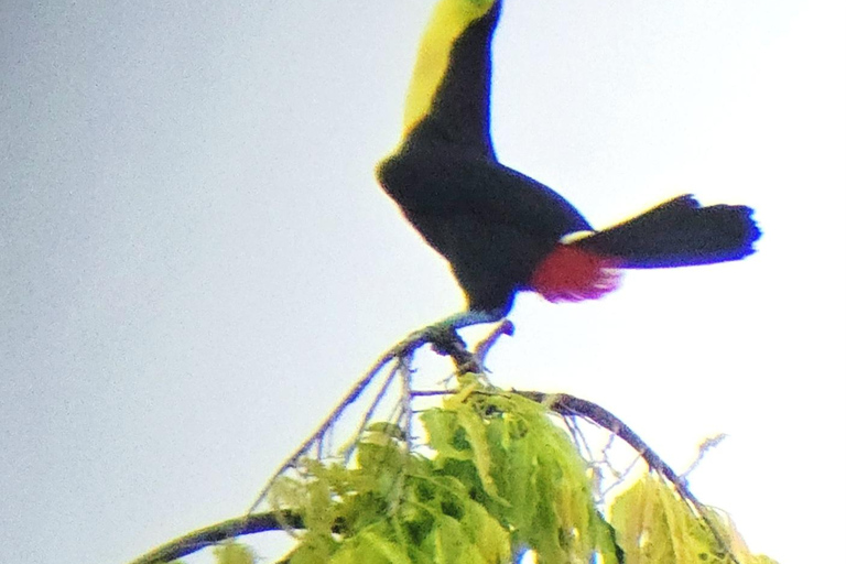 Panama City: Ancon Hill Eco-Walk with Wildlife Spotting