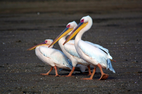 Walvis Bay: Obserwacja ptaków i wycieczka fotograficzna