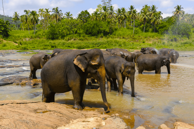 Budget Safari to Wilpaththu National Park from Anuradhapura Wilpattu Jungle Safari from Anuradhapura