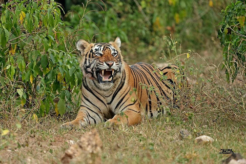 Excursão de 2 dias a Jaipur e Sariska, património e vida selvagem, a partir de DeliExcursão sem alojamento