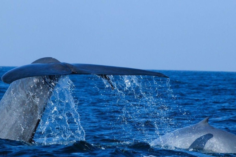 Vanuit Mirissa/Weligama: Walvissen en dolfijnen kijkenVanuit Weligama: Walvissen Dolfijn & Avonturen
