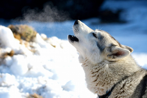 Nordreisa: guided snowshoe tour with a husky Guided snowshoe tour 2h with a husky & snack & campfire